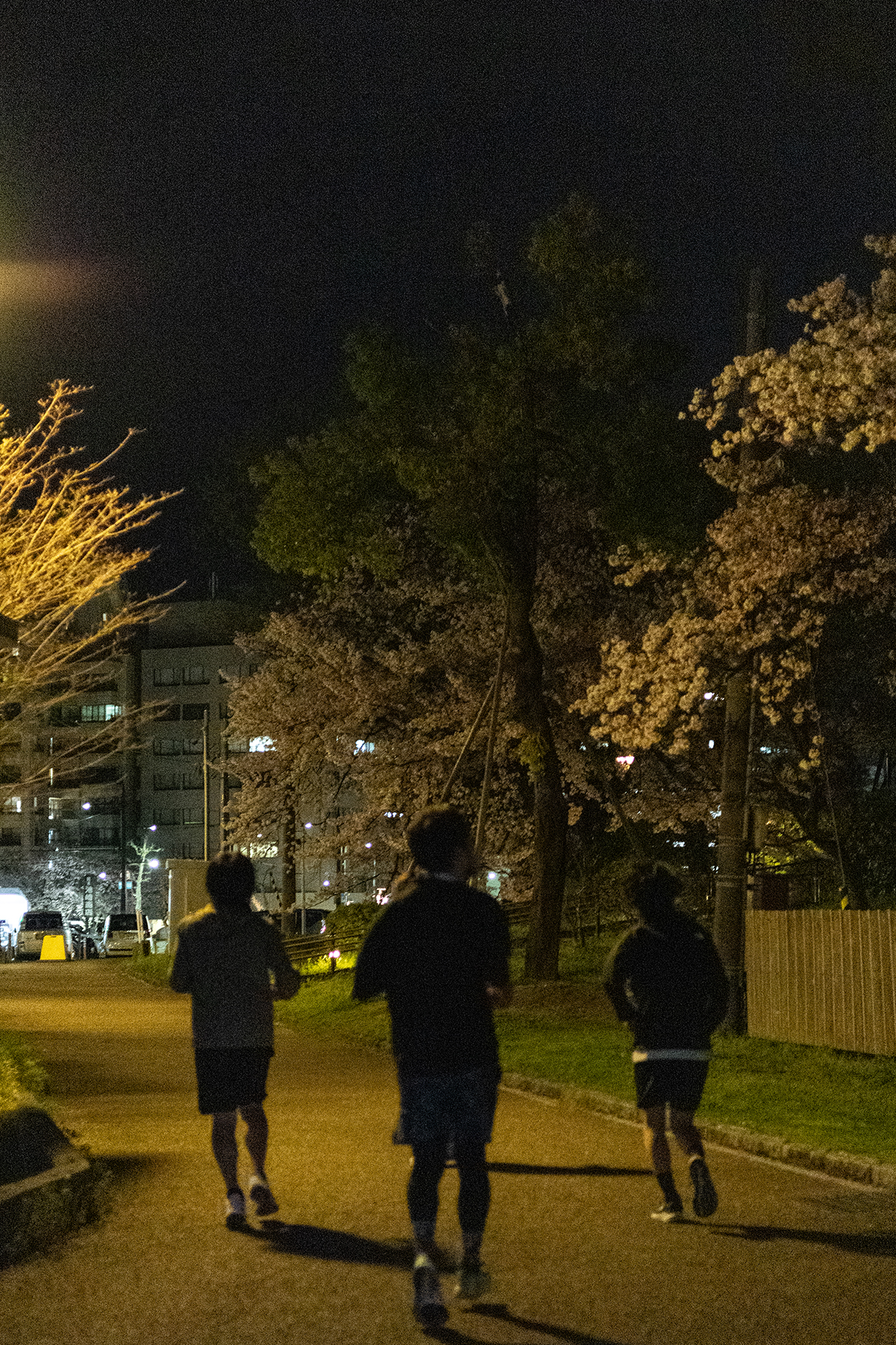 徐々に表れる夜桜