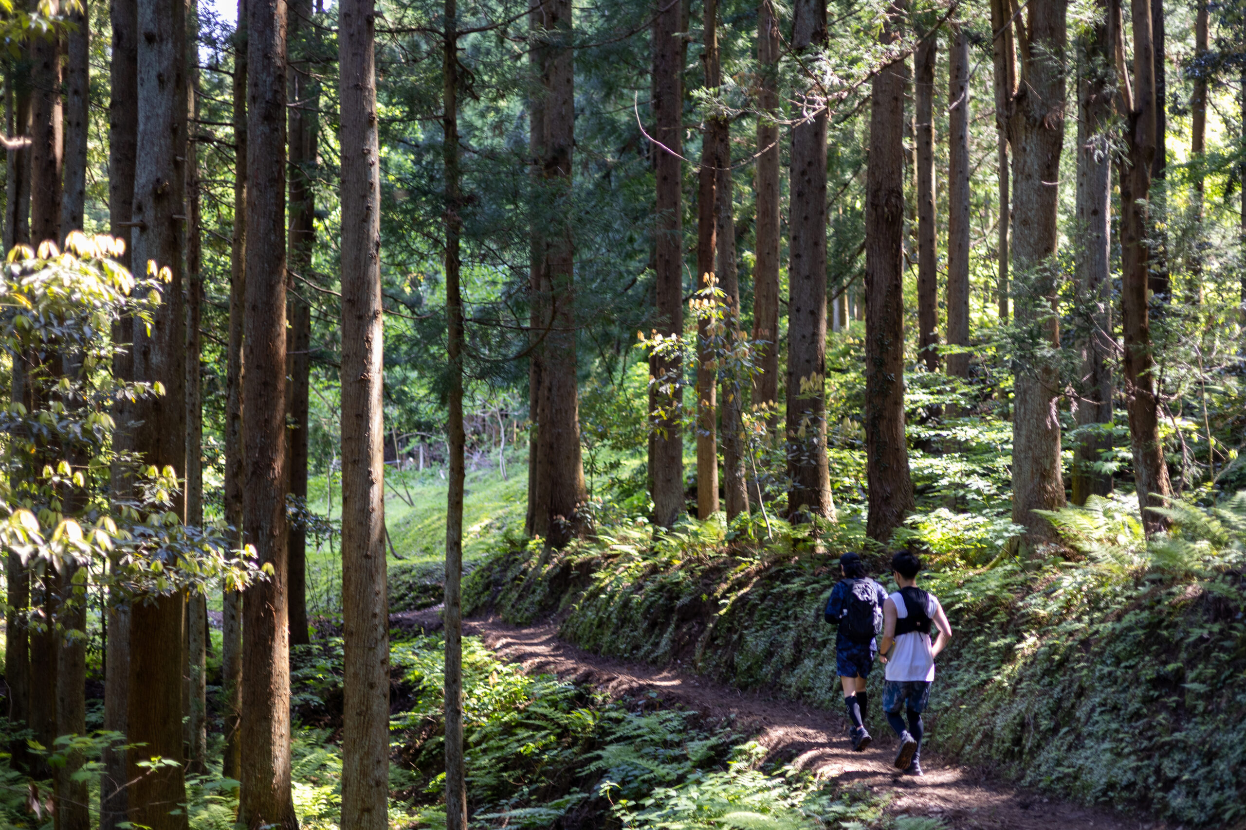 夏の涼しい山の木陰を走るトレイルランナーのイメージ画像